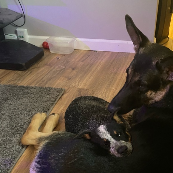 Meet your Posher, Katie - Picture 3 of 3